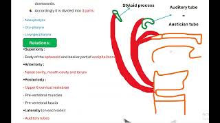 Anatomy of pharynx part one [upl. by Fisken]