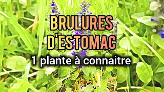 BRULURES DESTOMAC LA PLANTE A CONNAITRE [upl. by Kore]