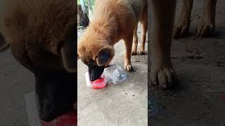 My dog drinking orange jucie dogs [upl. by Ojyma]