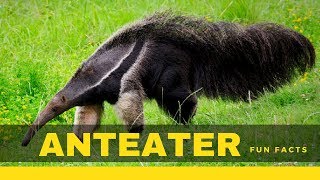 Anteater facts for kids – True information you don’t know [upl. by Gish322]