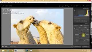 LightRoom تعديل الاضاءة والظل في اللايت روم [upl. by Yevre905]