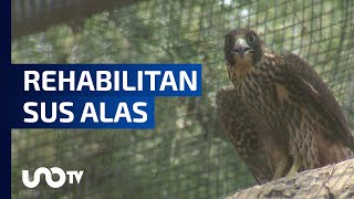 Santuario de aves rapaces en el Zoológico de Aragón rehabilita águilas y gavilanes [upl. by Sila100]