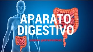 Aparato digestivo sistema gastrointestinal [upl. by Natasha]