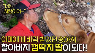 할아버지가 부르면 쪼르르 따라오는 소가 있다 🐶 같이 말 잘 듣는 할아버지 껌딱지 소💕  KBS 생활의 발견 200824 방송 [upl. by Icak]