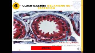 Temp1 Cap4 Epi4 Epitelio Glandular [upl. by Adnaerb239]