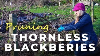 How to prune Thornless Blackberries [upl. by Jasun]