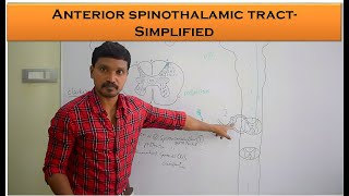 Anterior spinothalamic Tract  crude touch and pressure pathway  Anatomy and Physiology Simplified [upl. by Arek885]