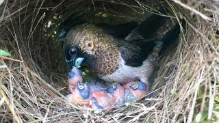 Parents Regurgitate Food for All 4 Chicks 1 – Munia Birds Feeding Babies So Long Time E105 [upl. by Treblah71]