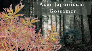 Acer Japonicum Gossamer YOUR NEXT MUSTHAVE JAPANESE MAPLE [upl. by Harry]