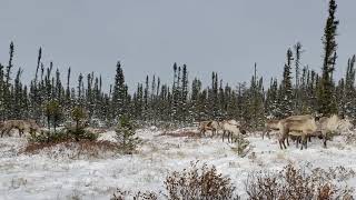 Caribous passing by [upl. by Gerson336]