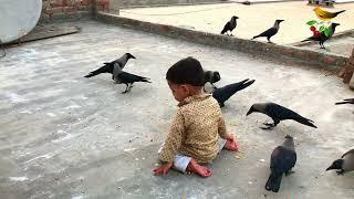 Crow Feeding Time Baby Playing And Crows Making Sounds  Crows Are Playing With Baby  Crow Video 4 [upl. by Juna619]