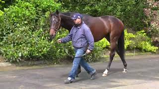 Lot 44 Tattersalls Ireland Breeze Up [upl. by Elyagiba]