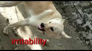 RABID DOGEarly furious form rabies symptoms in dog rabies rabies dograbies in animals [upl. by Seton936]