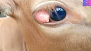 Eye Problems in Cattle veterinarian farming [upl. by Innoc576]