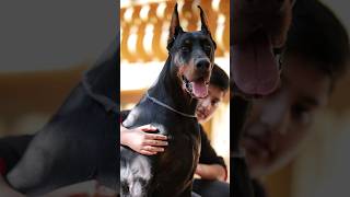 European Doberman Puppies Direct Import Father dogs tamil puppy europeandoberman doberman [upl. by Gina]