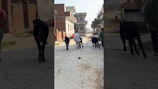 🤸🏻‍♂️ Mithi Boli  Anjali Raghav  Raju Punjabi  TONNY TANKRI Durge Movies Haryanvi [upl. by Atirabrab]