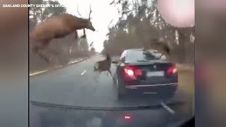 Herd of deer leaps over moving vehicle to avoid crash [upl. by Africa767]