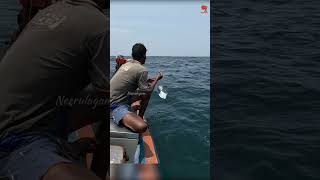 Diamond Trevally Caught Using Live Baits fishing fishingvideo catchingseafish [upl. by Annawaj]