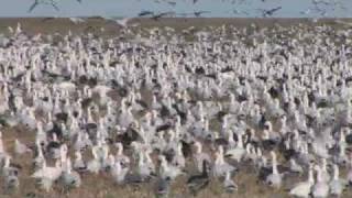 Central Flyway Snows Opener [upl. by Koeppel435]