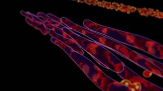 Trichoderma Reesei Breaking Down Cellulose 3d Recreation [upl. by Awahsoj869]