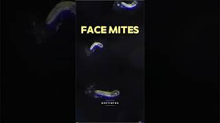 Face Mites The Tiny Pests You Didn’t Know Were Crawling on Your Face sciencefacts [upl. by Urbas]