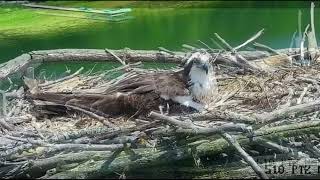 Crooked Lake OspreysLady of the Lake 5302024 [upl. by Queridas]