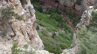 TerrorDactyl  Cave of the Winds  Colorado  Off and On Ride POV [upl. by Pronty]