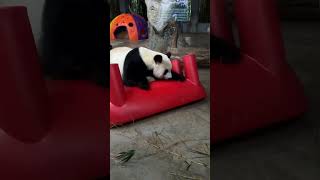 CUTE panda pandas pandabear pandalove pandalover pandalife love cute [upl. by Iraam407]