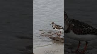 Ruddy Turnstone  A Small Wading Bird by the Sea [upl. by Landri]