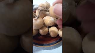 sweet mangosteen longan fruit shortsvideo [upl. by Anaidiriv993]