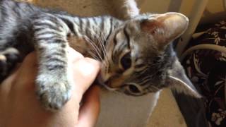 Brown tabby kitten squeaks and yawns [upl. by Barolet]