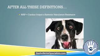 The Management amp Treatment of Anesthetic Hypotension  Veterinary Medicine [upl. by Chandos]