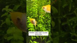 Why Honey Gourami Are Great Fish For 10 Gallon Tanks aquarium fishtank [upl. by Lathrope]