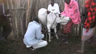 Maasai tradtional CowBlood Harvest [upl. by Noerb615]