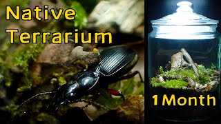 Forest Terrarium with HUGE Beetle │ Closed Native Terrarium  1 Month Update [upl. by Attenev]