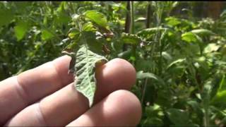 ⟹ HEAT DAMAGE  Solanum lycopersicum To Tomato Plants 100  degrees TOMATO [upl. by Anirahs]