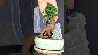 From small plant to bonsai ficus bonsai ficusbonsai ficusmicrocarpa plants plantprojects [upl. by Nappy]