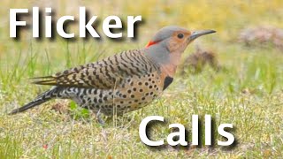 Northern Flicker Calls Explained 4 Sounds amp What They Tell You [upl. by Dorinda]