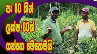 ප 80 යි ලක්ෂ 80යි  agri view [upl. by Geer741]