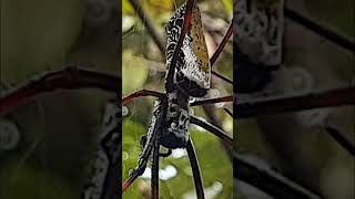 FEMELLE ou MÂLE araignée Néphile  😱 terrario nature madagascar halloween spider animals bugs [upl. by Attah]