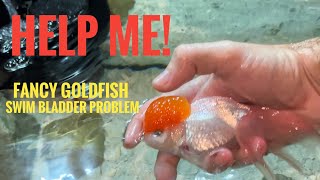 HELP Swim Bladder issue in Fancy Goldfish  How to treat it [upl. by Pandolfi521]