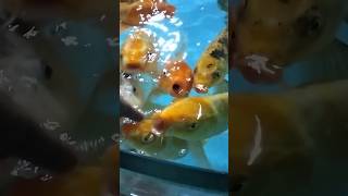 Koi carp fish koifish carpfish [upl. by Uriah102]