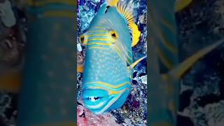 Fish  titan trigger fish  marine life  aquarium aquatic  fresh water fish  ocean life shorts [upl. by Lynad135]