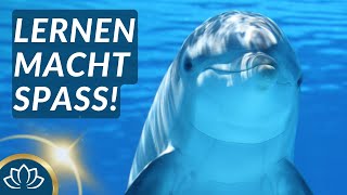 Motivierende KinderMeditation mit Pau dem Delfin 🐬 [upl. by Burrow]