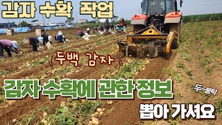 감자 밭 면적 5000평 두백 감자 트랙터 수확 작업 트랙터 감자 청년농부 [upl. by Lynnet669]