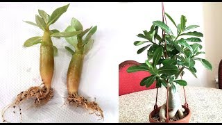 Adenium Desert Rose  How to Transplant Seedlings and Give Them a Nice Form [upl. by Nadeau]