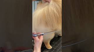 Pomeranian Grooming [upl. by Einama973]