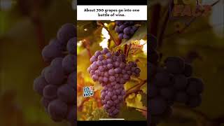 Did you know it takes 700 grapes to fill a bottle of wine funfacts winewithryan didyouknow vine [upl. by Asiled377]