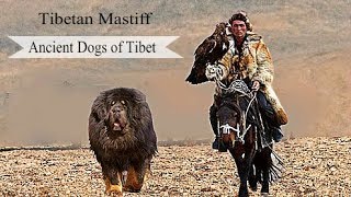 Tibetan Mastiff  Surprising Facts About this Ancient Breed [upl. by Manuel]