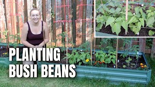 Planting Bush Beans  Building a Trellis [upl. by Sihon]